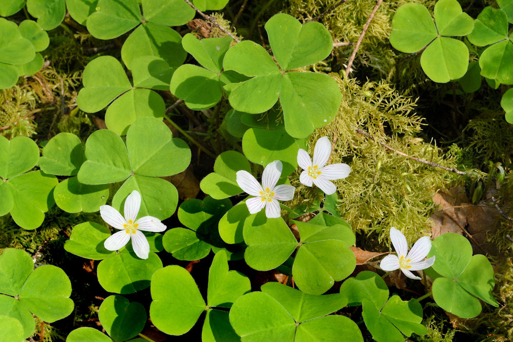 Wood Sorrel