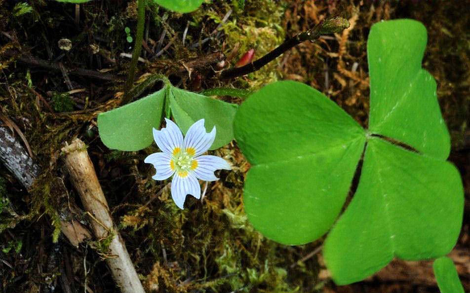 Wood Sorrel