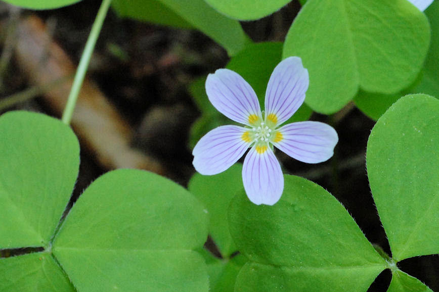 Wood Sorrel