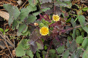 Sow Thistle, Common