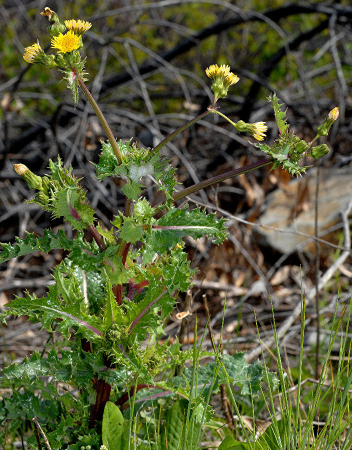 Prickly Sow Thistle