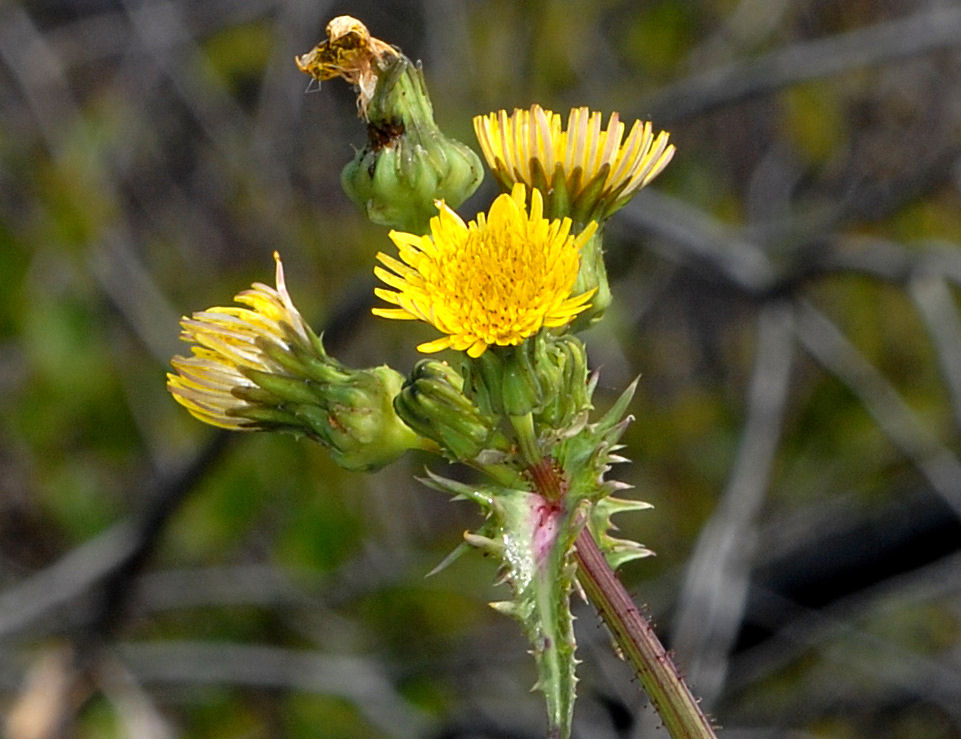 Prickly Sow Thistle