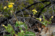 Sow Thistle, Prickly