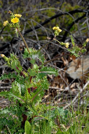 Prickly Sow Thistle