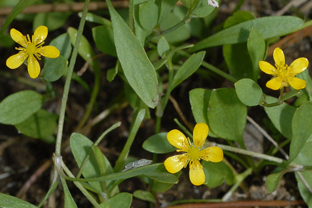 Creeping Spearwort