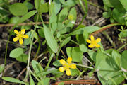 Spearwort, Creeping