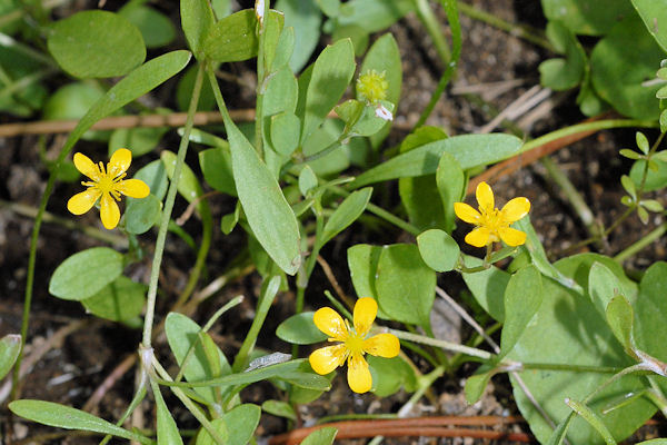 Creeping Spearwort