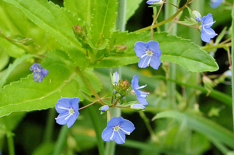 American Speedwell