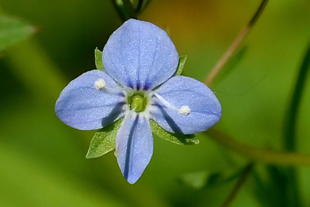 American Speedwell