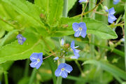 Speedwell, American