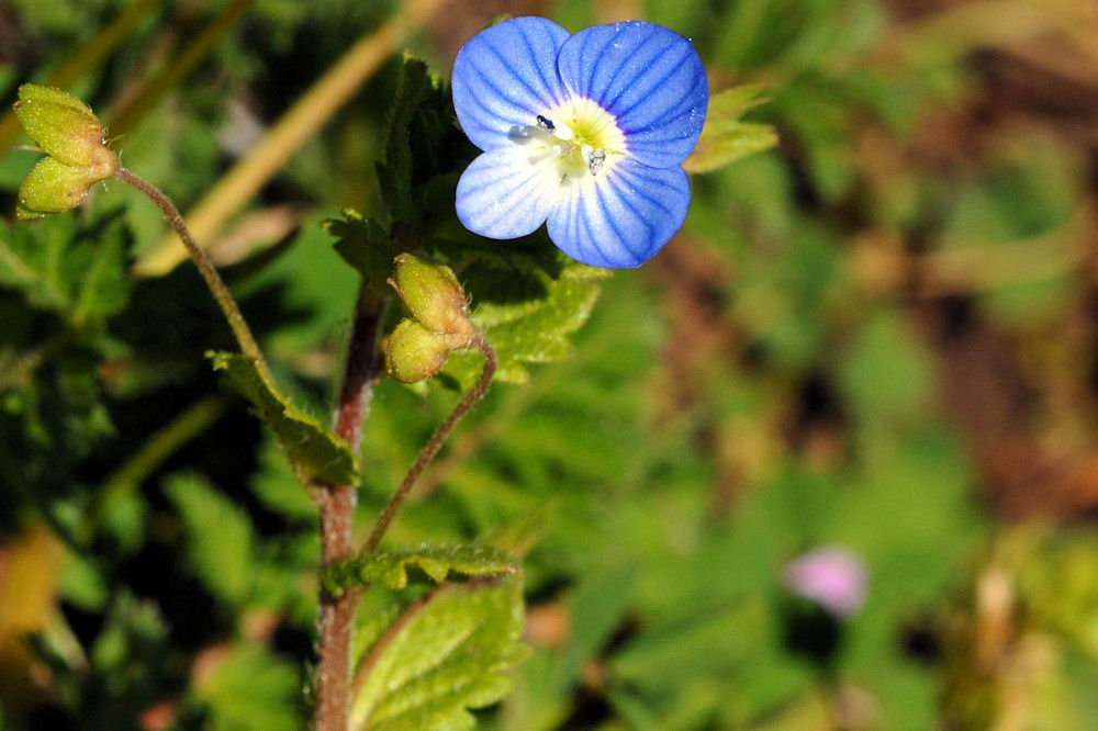  Birdeye Speedwell