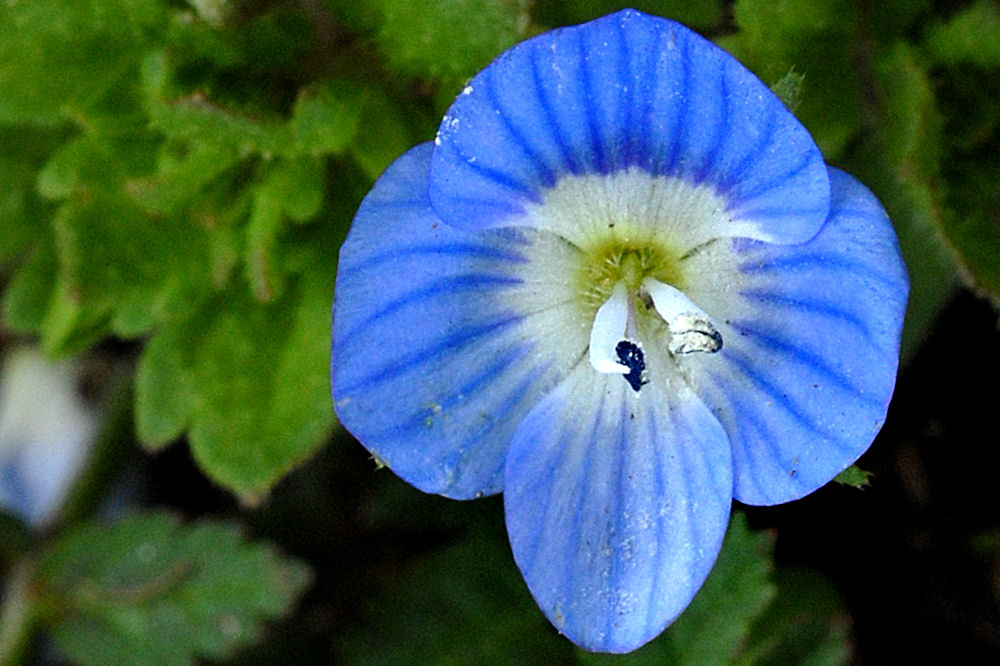Birdeye Speedwell - Wildflowers Found in Oregon