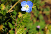 Speedwell, Birdeye