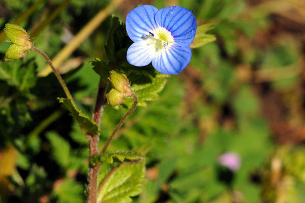 Birdeye Speedwell