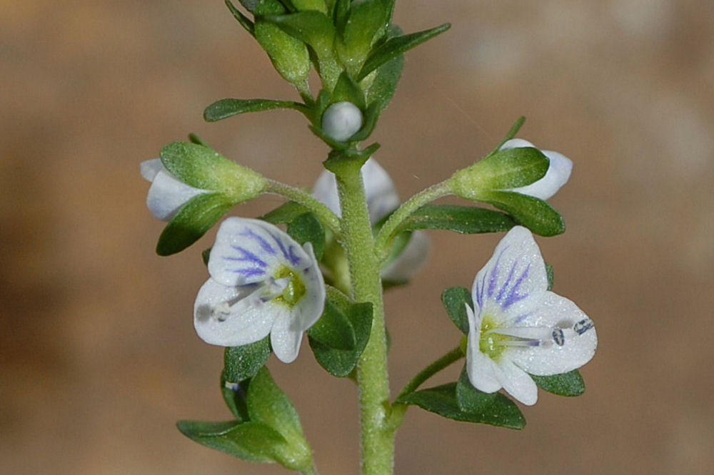 Thyme-Leaved Speedwell - Wildflowers Found in Oregon