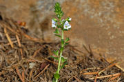Speedwell, Thyme Leaved