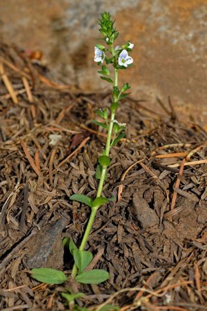 Thyme-Leaved Speedwell