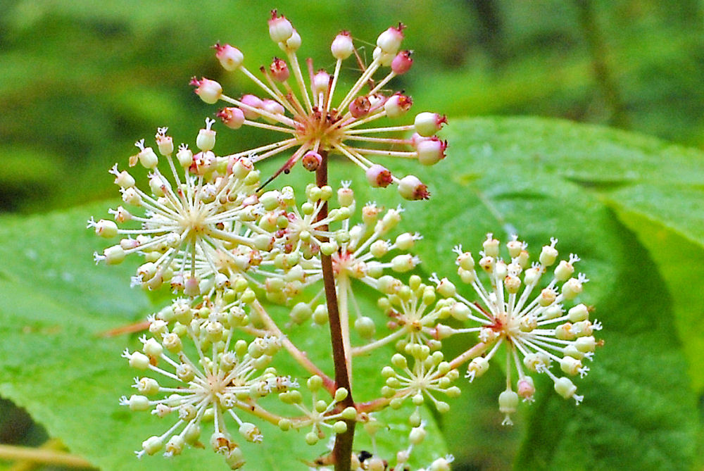 California Spikenard - Wildflowers Found in Oregon