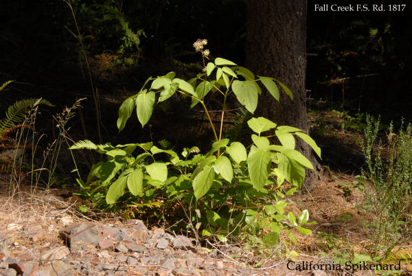 California Spikenard