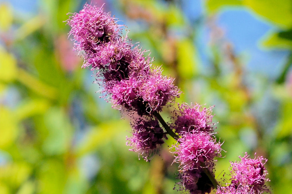 Douglas' Spiraea - Wildflowers Found in Oregon