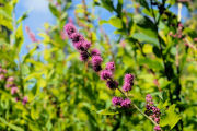 Spiraea, Douglas's