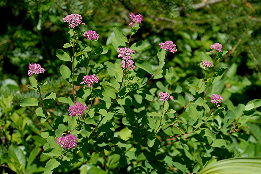  Rosy Spiraea 