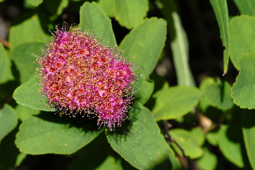  Rosy Spiraea 