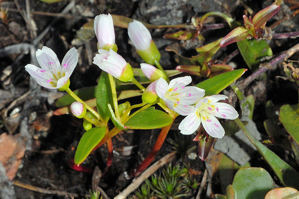  Alpine Spring Beauty 