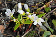 Spring Beauty, Alpine