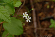 Spring Beauty, Heart Leaved