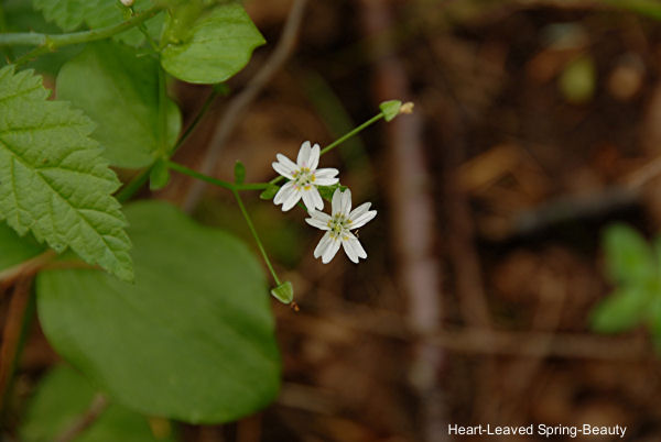 Heart Leaved Spring Beauty