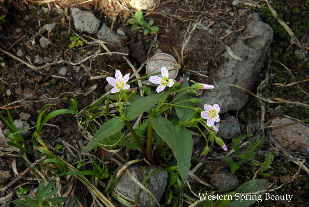 Western Spring Beauty-