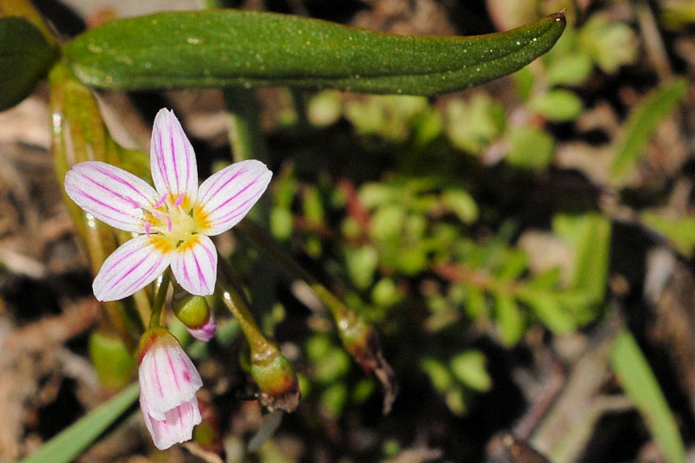 Western Spring Beauty-