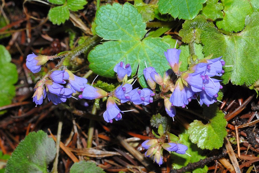 Spring Queen