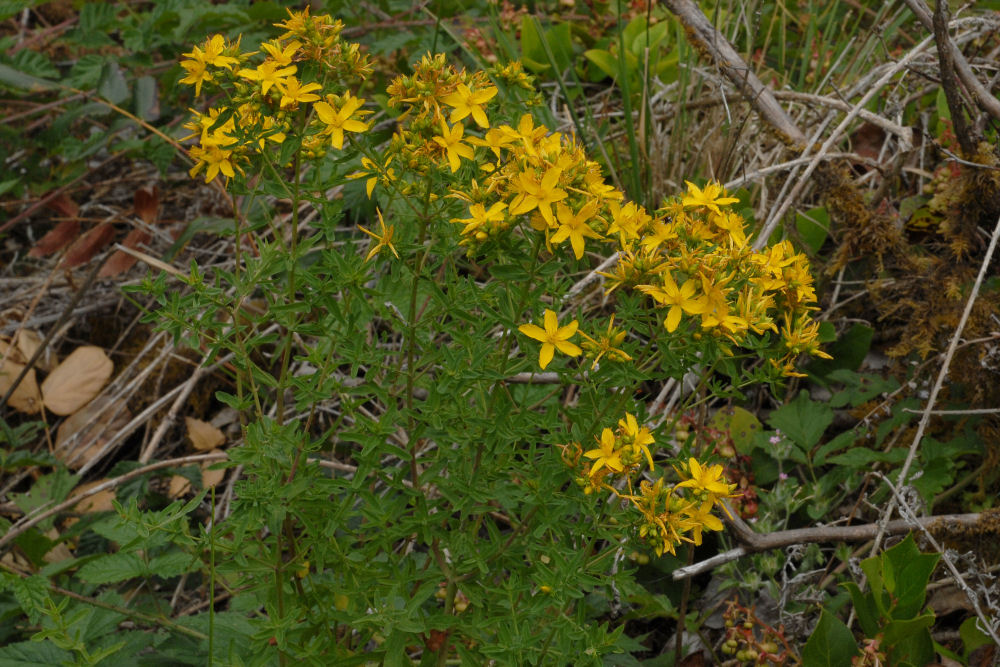 Common St. John's Wort 