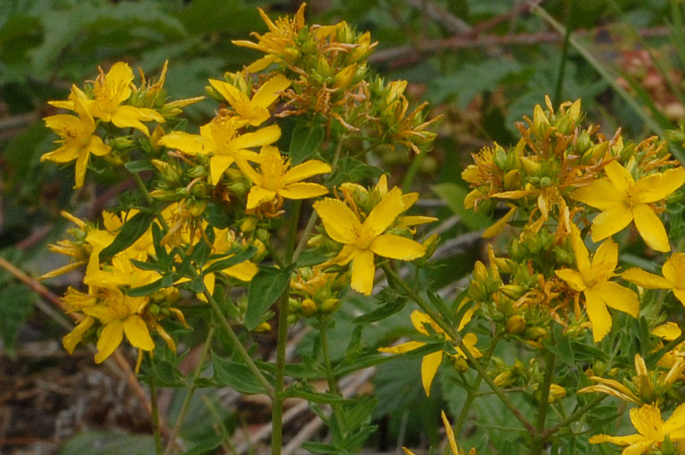 Common St. John's Wort 