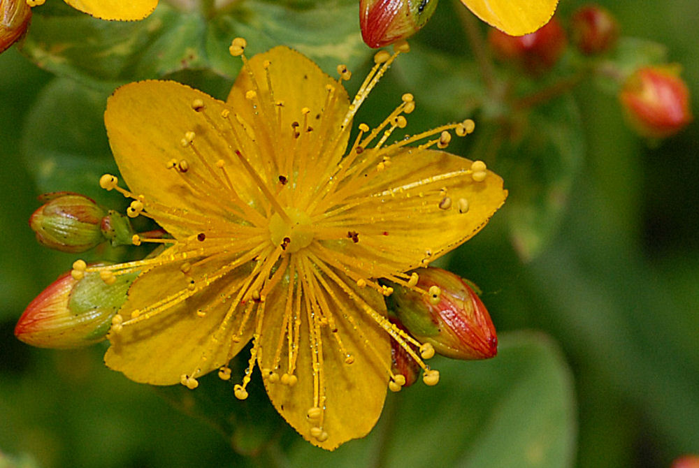 Western St. John's Wort 