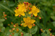 St. John's Wort, Western