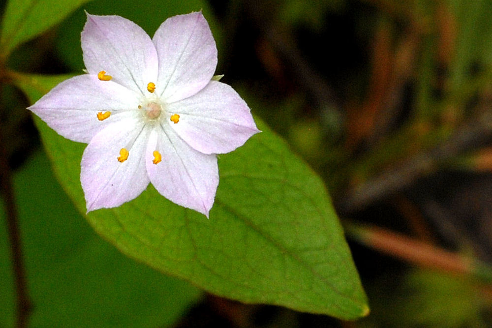  Pacific Starflower