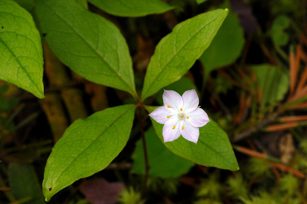  Pacific Starflower