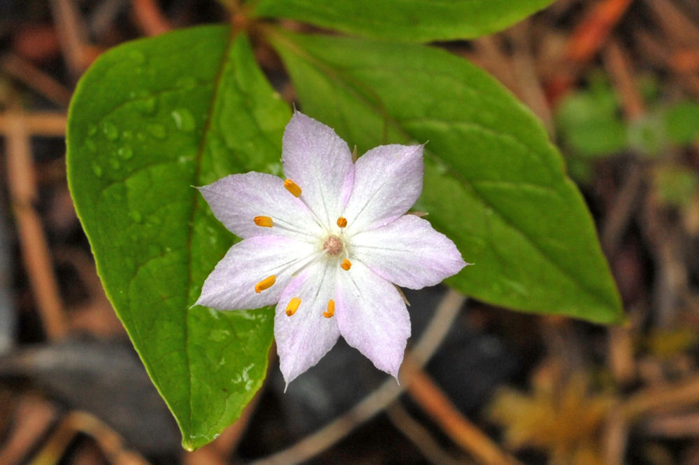 Western Starflower