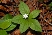 Starflower, Western