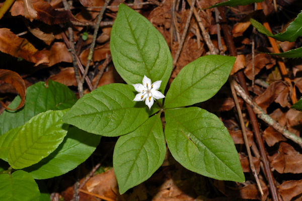 Western Starflower