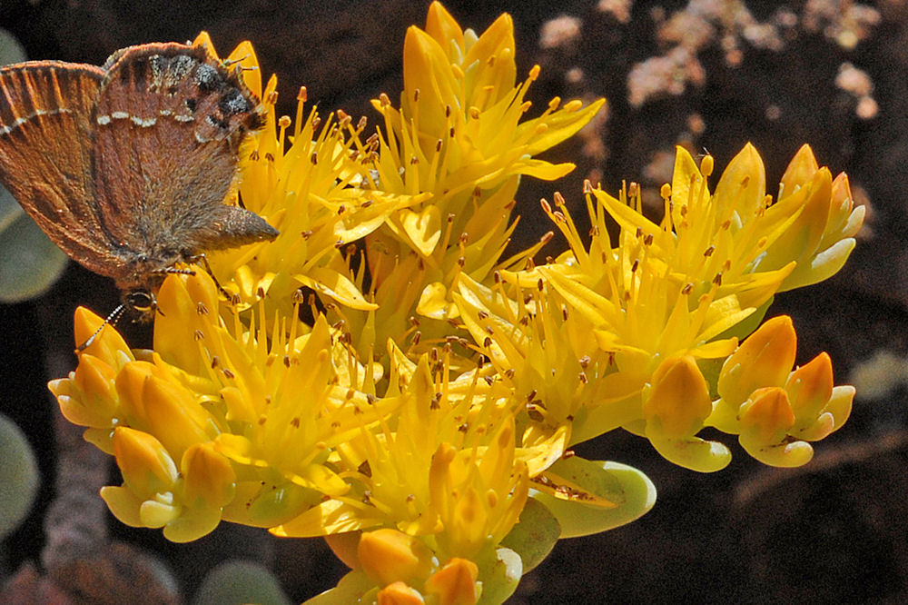  Broad Leaved Stonecrop