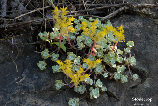 Broad Leaved Stonecrop