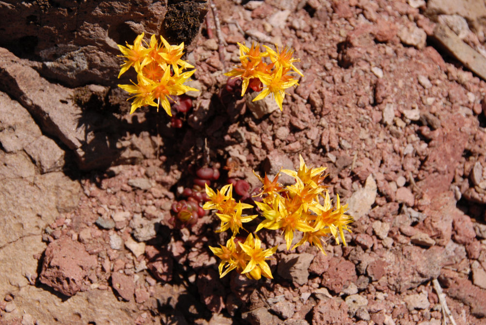 Spreading Stonecrop Found in Oregon