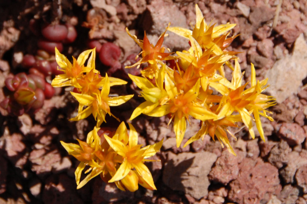 Spreading Stonecrop Found in Oregon