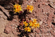 Stonecrop, Spreading