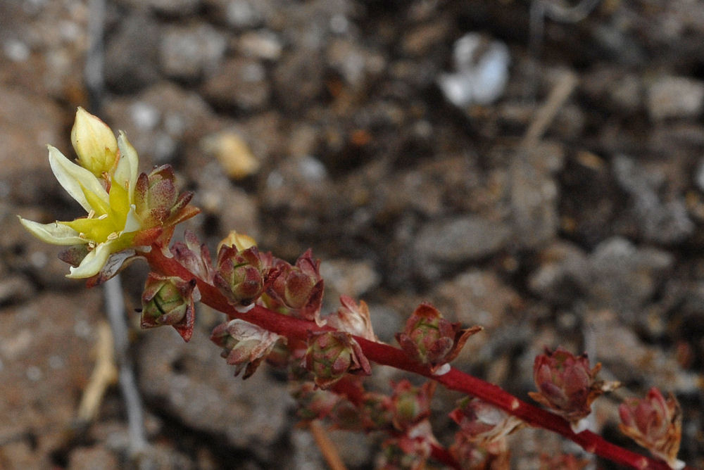  Wormleaf Stonecrop