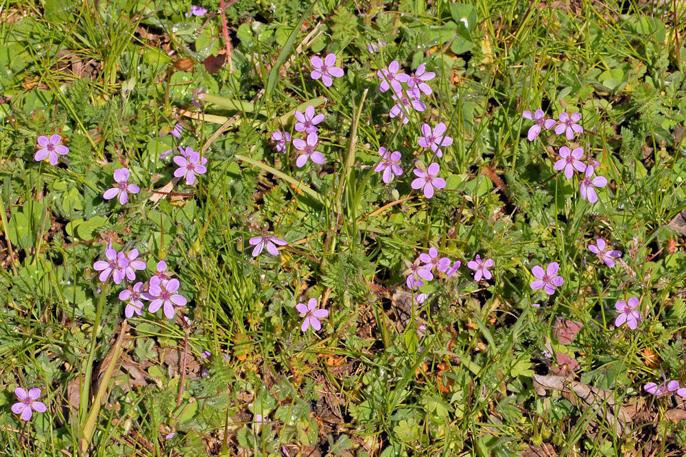  Redstem Storksbill